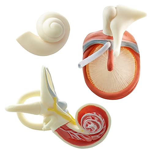 Image of Enlarged Human Ear Model Anatomy 3X Magnification 4 Part Ear Anatomical Model Outer Middle Inner Ear Model for Medical Anatomy and Physiology Study Research Teaching Display with Base
