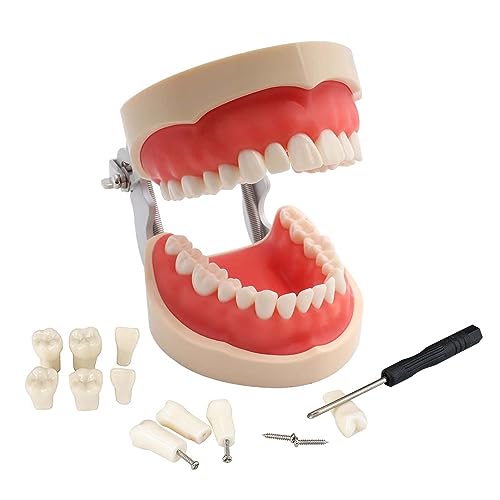 歯の模型 歯磨き指導用 大型モデル 口腔教学説明モデル 上下顎模型 試験練習模型、無段階 開閉式 指導 教育 学校 でご使用いただける歯の模型です (32歯モデル)