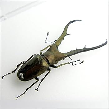 タランドゥスホソアカ標本67mm タランドゥスホソアカ標本67mm - メルカリ