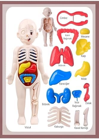 Ayver Insan Vücudu Anatomisi Organ Bulmaca Puzzle Bultak Yapboz Eğitici Ve Öğretici Oyuncak 20 Cm - Görsel 4
