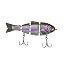 Rainbow Trout