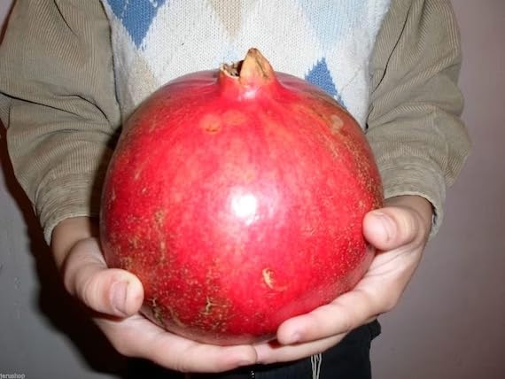 Pomegranate Annar or Punica granatum 1 Live Plant In Poly Bags (B09T3TW7QD) Amazon Price History, Amazon Price Tracker