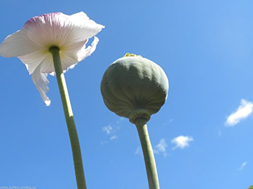 1 oz Tasmanian Poppy Seeds Papaver Somniferum White Flower Afghan Grown Taz Seed