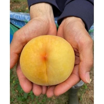 (2026年先行予約)8月上旬頃より発送予定・岡山県産の黄色い桃・黄金桃(3個入り)