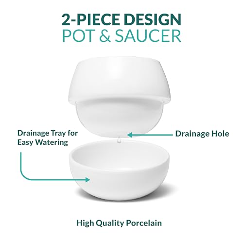 Willowy Small Succulent Pot (1 Pack) - Succulent Pots with Drainage Tray - Ceramic Plant Pots, Cactus/Succulent Planters, Small Flower Pot - No Succulents/Plants Included