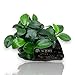 Aquarium Plants Factory Anubias Nana Petite On Driftwood - Freshwater Live Aquarium Plants