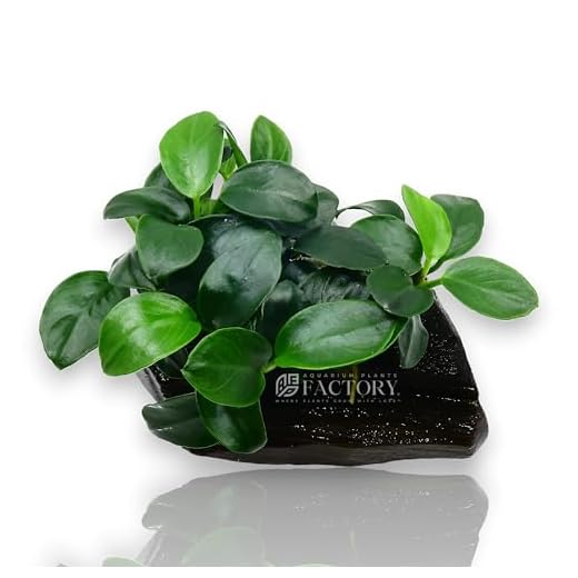 Anubias Petite On Driftwood | Aquarium Plants Factory