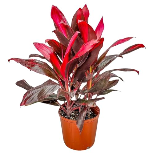 Hawaiian Ti Cordyline Plant - Tropical Foliage Plant - Overall Height 26' to 32' - Tropical Plants of Florida (Plant Only)