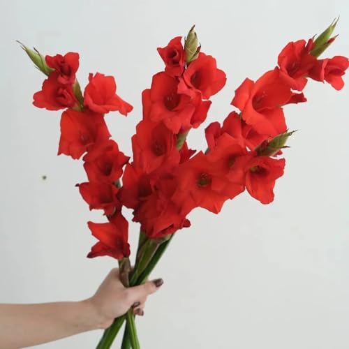 10 piezas Los bulbos de gladiolo son resistentes. Plantas decoración de balcón flores, regalos plantas resistentes al jardín (Gladiolo) Decoración De Flores, Plantas De Interior Plantas