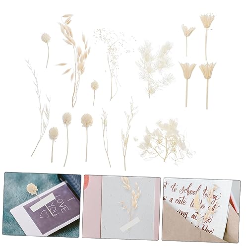 Kit de Flores Secas Prensadas para Manualidades miniatura 7