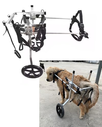 Fauteuil roulant pour chien handicapé pour retrouver les balades en forêt et à la plage