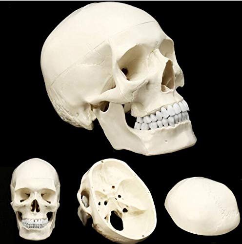 Model czaszki człowieka, model anatomiczny głowy, anatomiczna głowa, materiały dydaktyczne do nauki anatomii, 21 * 8 * 1