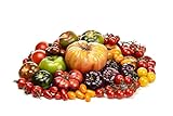 300+ Tomatoes Seeds for Planting, 6 Variety Pack Heirloom Non-GMO Small Cherry Tomato, Golden Jubile