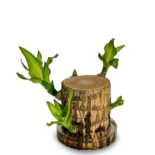 Image of Amazon Brand Brazilian Wood Lucky Bamboo Live Plant with Glass Pot | Indoor Bamboo House Plants for Home, Living Room, & Office Decoration | Vastu Plant | (Imported Plant with Pot)