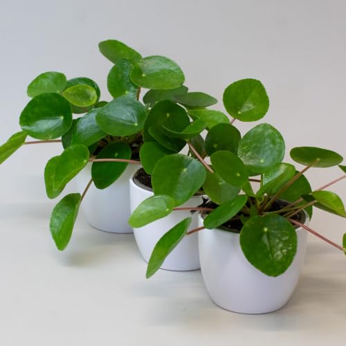 3 x Chinese Money Plant House Plants Indoor Pepeormia Peperomiodes in 9cm Pot Suitable as Office Desk Plant