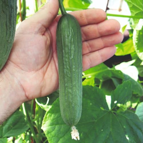 Cucumber F1 Baby Seeds – Mini Cucumbers with Sweet Flavour Perfect for Snacking Salads and Lunchboxes Prolific Disease Resistant Variety Rich in Vitamins Easy to Grow 1x Seed Packet by Suttons