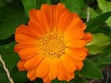 100 Orange English Marigold (Scotch/Pot Marigold) Calendula Officinalis Flower Seeds