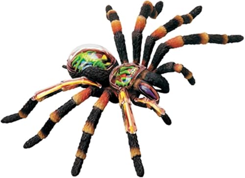 Modèle anatomique Spider 4D AMITD, maquette araignée 16 pièces éducative