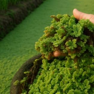 Mosquito Fern Seeds Floating Aquarium Greenery for Fish Tanks Shrimp Tanks Pond Beautification and Eco Friendly Resource Growth (1300 Healthy Plant Seeds In Packet)-image-17