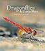 Produktbild Paulson, D: Dragonflies & Damselfies: A natural history