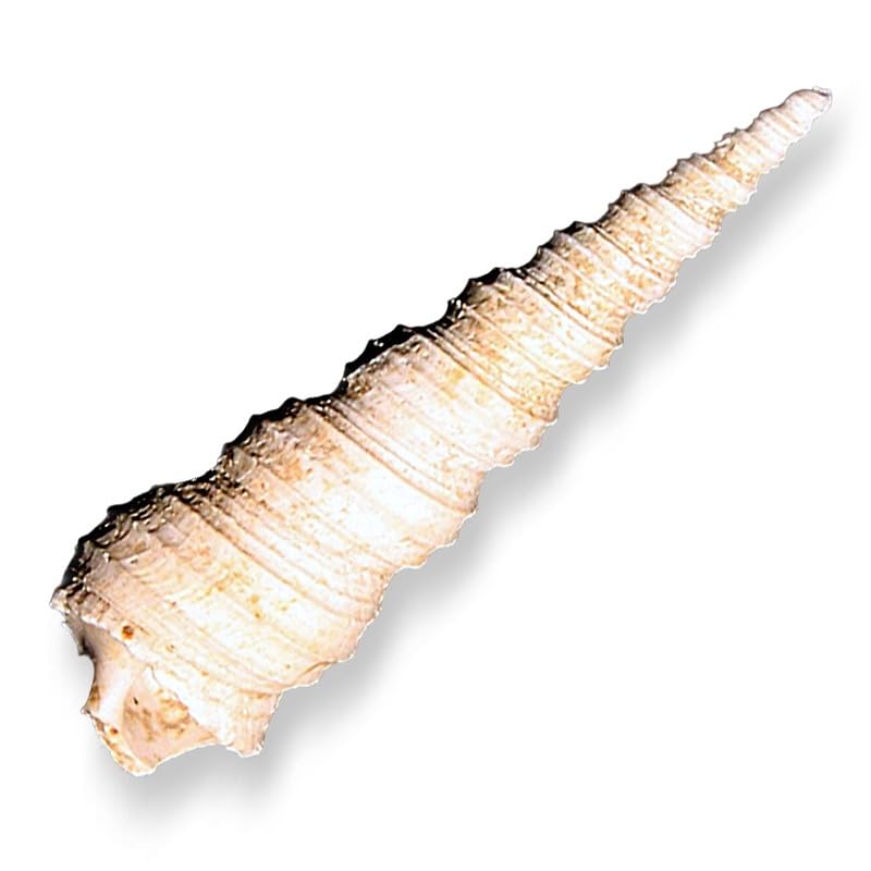 TENET - FOSSILI (TURRITELLA FOSSILE SHELL 4-7 CM - Morocco)
