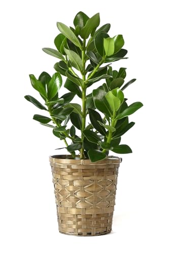 �ϗt�A�� �{�� �N���V�A�E���[�A 6�� �L���������u���E�����J�o�[�t��