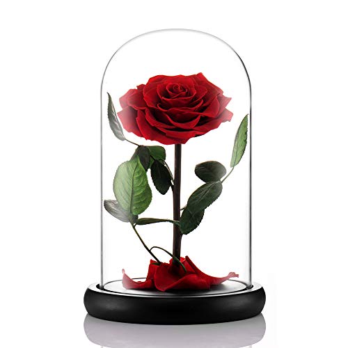 Puto Preserved Rose Eternal Rose In Glass Dome Gift For Her Thanksgiving Christmas Valentine's Day Birthday Mother's Day (Red) #TOP2