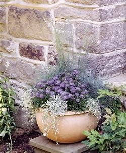 Scabiosa Japonica Alpina Ritz Blue 250 Semillas