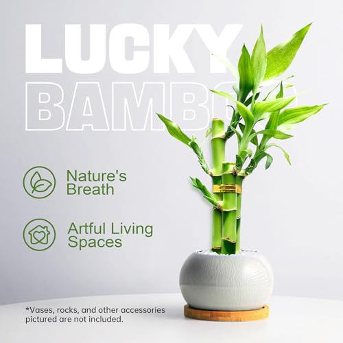 3 Stalks Lucky Bamboo Plants Indoor Live - Multi-Height Set (2x4 & 1x6) for Good Luck & Prosperity - Easy Care Houseplant, Home Office Decor Gift Ready - Thumbnail 3