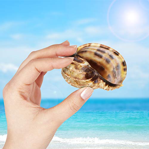 KATUMO Hermit Crab Shells, 9 Types Small Medium Natural Growth Turbo Seashells 0.6-2.5'' Various Opening Size for Hermit… - Image 8