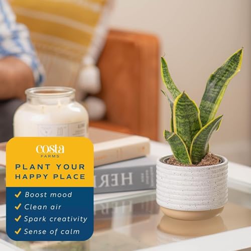 Image of Costa Farms Snake Plants, Live Plants in Plastic Pots, Easy to Maintain, Air Purifying Indoor Succulent Houseplants, Assorted Variety, Home or Office Decor, 8-12 Inches Tall, Pack of 2