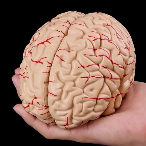 Modèle d'anatomie cérébrale précis et sûr pour laboratoire de sciences - 6