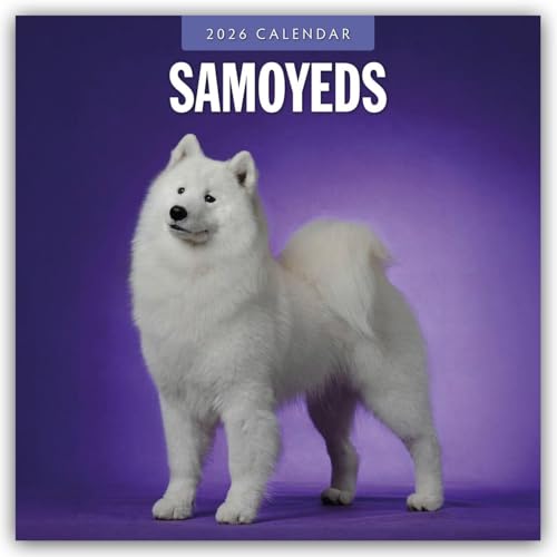 Samoyeds 2026 Square Wall Calendarのサムネイル