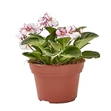 verdecora