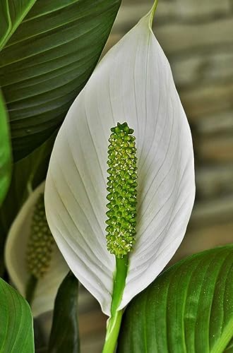 Image of Live Peace lily Flowers original Live Plant with Pot, Air Purifying Plant, Indoor Plants for Living Room, Gifting, Bedroom, Garden,Home Decor (Pece lily Flower Plant) (PECE LILY SINGLE PACK)
