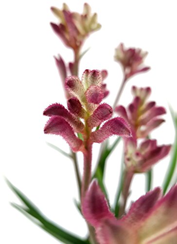 Känguruhpfötchen - Anigozanthos - pflegeleichte Zimmerpflanze - für warme Monate Terrasse/Balkon möglich - Kangaroo Paw australiens Schönheit für zu Hause (pink)