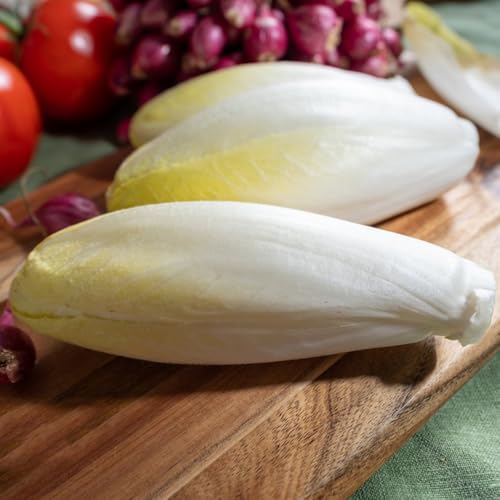 semillas de achicoria perenne, jardín, ensalada de achicoria, orgánicas de invierno, 60pcs