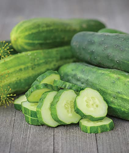 Burpee Straight Eight Slicing Cucumber Seeds 200 Seeds #TOP5