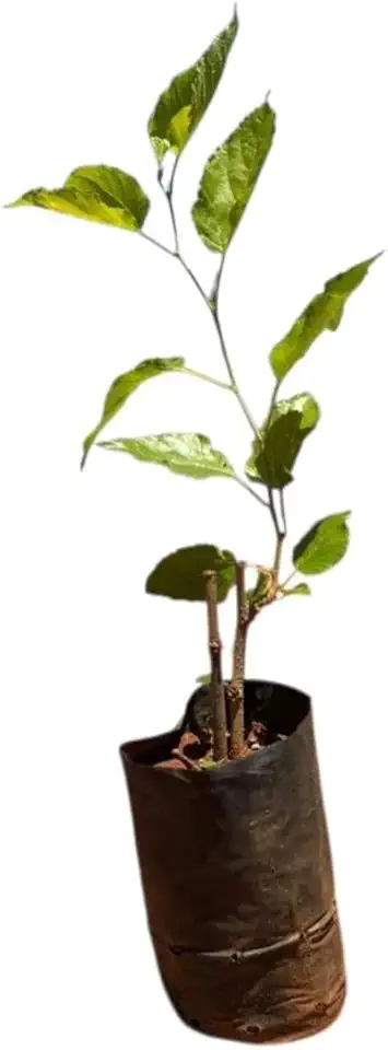 Muda de Amora Gigante 30 a 50 cm – Planta Frutífera para Pomar e Jardim