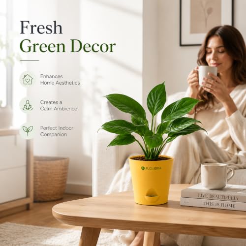 Image of Lily Plant Live Indoor | Peace Lily Air Purifying Plant | Live Indoor House Plant for Home, Office & Bedroom | Easy Care Decorative Green Plant in Nursery Pot | Natural Home Decor Gift