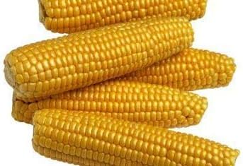 "Kandy Corn" Sweet Corn Seeds, 25 Heirloom Seeds Per Packet, (Isla's Garden Seeds), Non GMO Seeds, Botanical Name: Zea mays