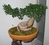 Seeds is the set . 50pcs Rare Original Ficus Ginseng Seeds Ginseng Herbs Seeds Banyan Tree Seeds Bonsai Home Garden Plants: 4: Only Seeds