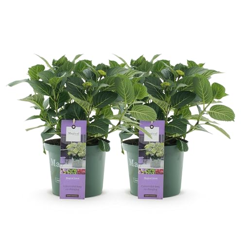 GreenboutiQ - Plante de terrasse - Hortensia - Hydrangea Magical Jewel Blue - Bleu - 6-10 Fleurs - 2 Plantes - Pot 23cm Hauteur 55cm