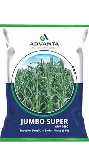Advanta Jumbo Super ADV 6690 Sorghum Sudan Grass Seeds 2KG-image-1