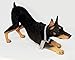 Conversation Concepts Doberman Figurine Black MyDog