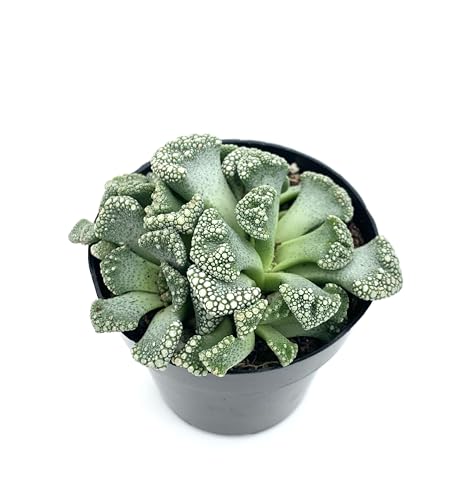 Titanopsis Calcarea Mimicry Succulent, 2.5' Pot