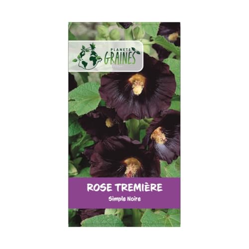 200 graines de Rose Tremiere - noire - Alcea rosea - vivace - fleurs simple - nigra