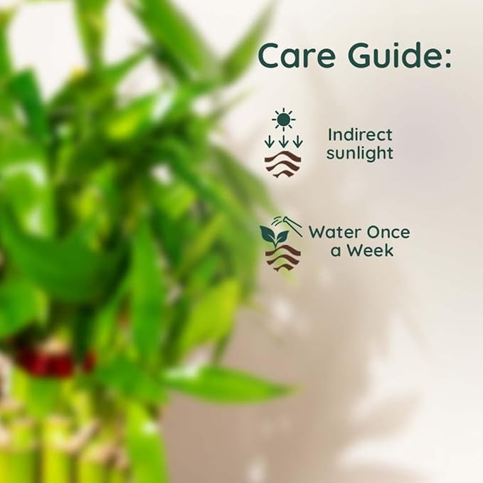 Image of Lucky Bamboo Plants | 6 Lucky Bamboo Sticks with Multi color Stones, Best feng shui plant for Home, Office, Bedroom decoration
