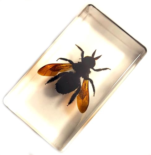 Image of 2.3 inch Real Carpenter Bamboo Bee in Crystal Clear Lucite Resin Specimen Preserved Insect Taxidermy Crafts Collection for Biology Science Education & Desk Ornament Display Supplies Paperweight