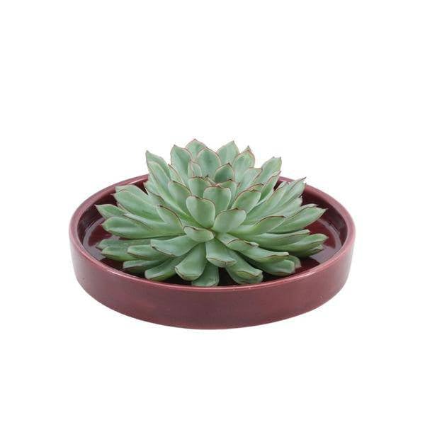 Echeveria Pulidonis Rootless – in ciotola in ceramica rossa Ø 20 cm 5 cm – Piante grasse tagliate senza radici – Decorazione da tavolo e idea regalo